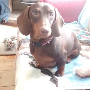 Meet your Posher, Debbie